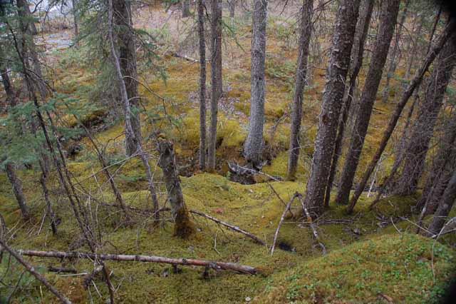 Maligne Canyon